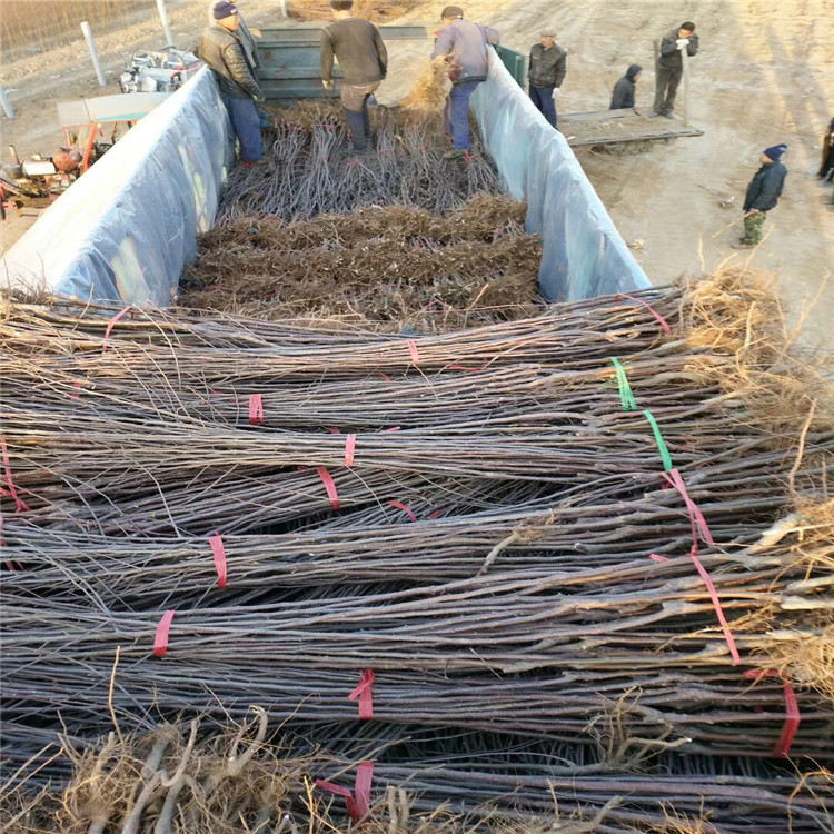 富士苹果树苗、富士苹果树苗基地及价格