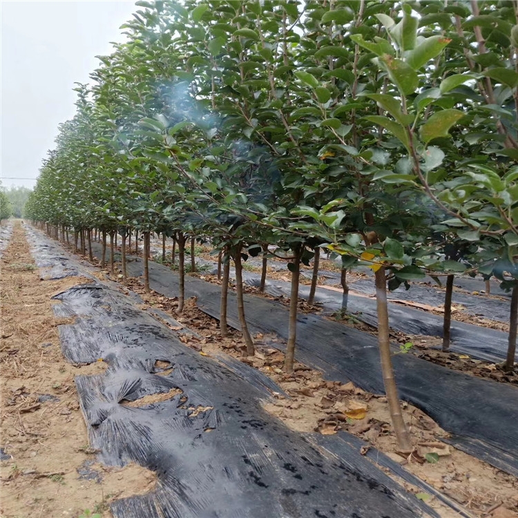 煙富7號(hào)蘋果樹苗出售基地、煙富7號(hào)蘋果樹苗價(jià)格及報(bào)價(jià)