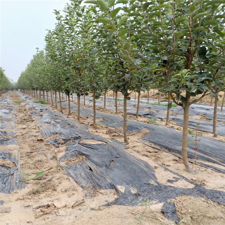出售水蜜桃蘋果樹苗、水蜜桃蘋果樹苗價格及基地