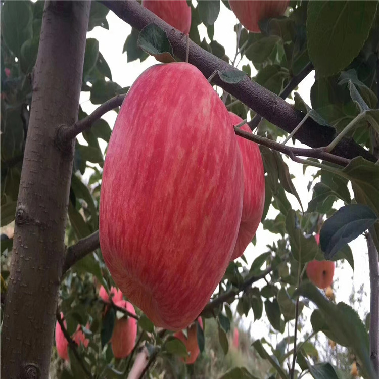 批發(fā)早紅嘎啦蘋果苗、批發(fā)早紅嘎啦蘋果苗價格及基地