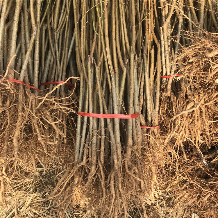 中華黑桃王樹(shù)苗、中華黑桃王樹(shù)苗品種