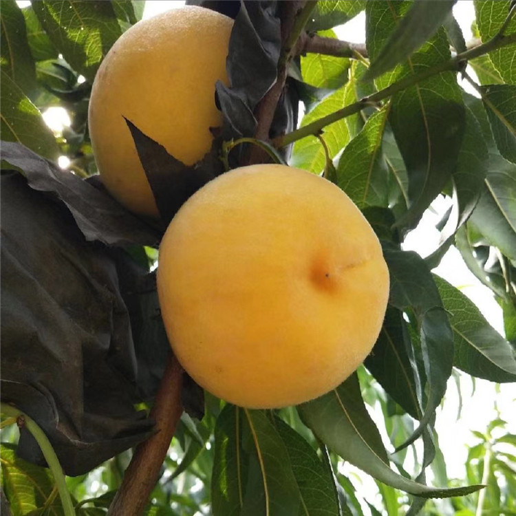 批發(fā)中華黑桃王樹苗、中華黑桃王樹苗價(jià)格