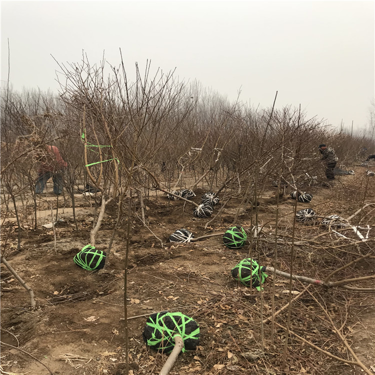 中華黑桃王樹苗、中華黑桃王樹苗基地及價格