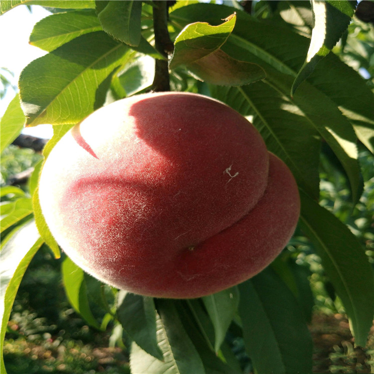 中華黑桃王樹(shù)苗、中華黑桃王樹(shù)苗品種