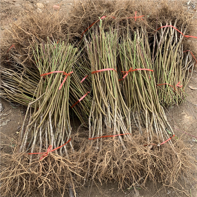 出售中華黑桃王樹(shù)苗、中華黑桃王樹(shù)苗價(jià)格
