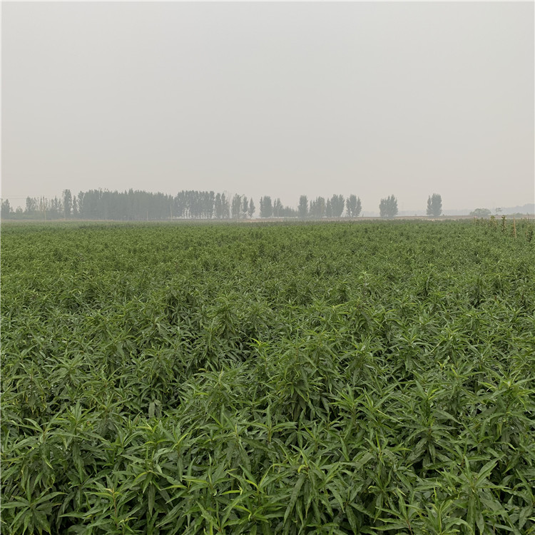批發(fā)中華黑桃王樹苗、中華黑桃王樹苗價(jià)格