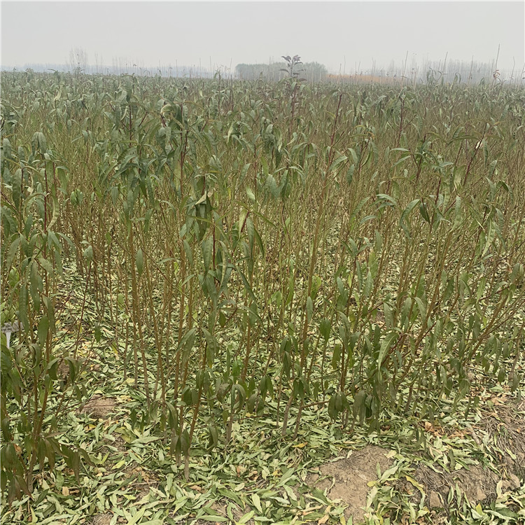 出售中華黑桃王樹苗、中華黑桃王樹苗基地