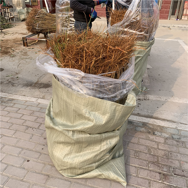 出售中華黑桃王樹苗、出售中華黑桃王樹苗基地