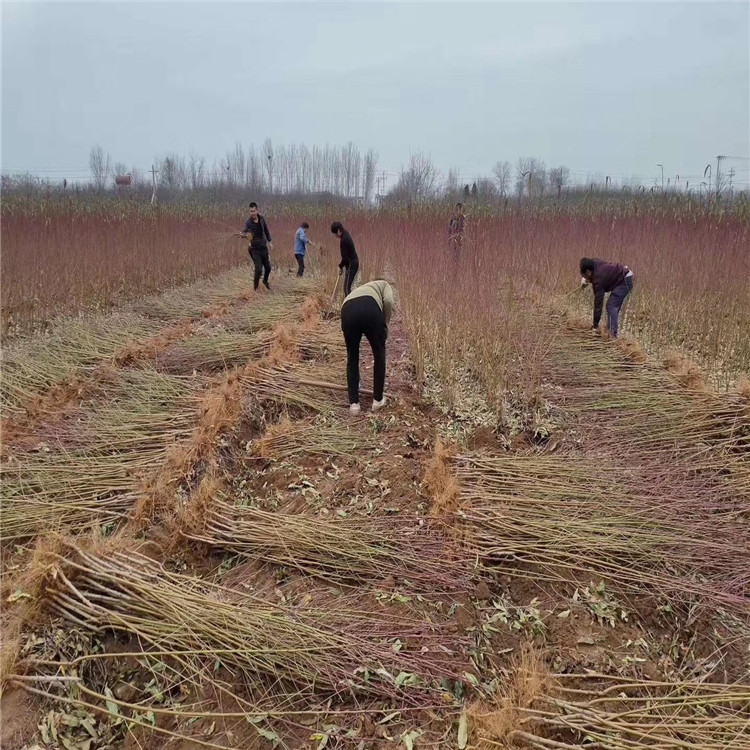 出售中華黑桃王樹苗、中華黑桃王樹苗基地