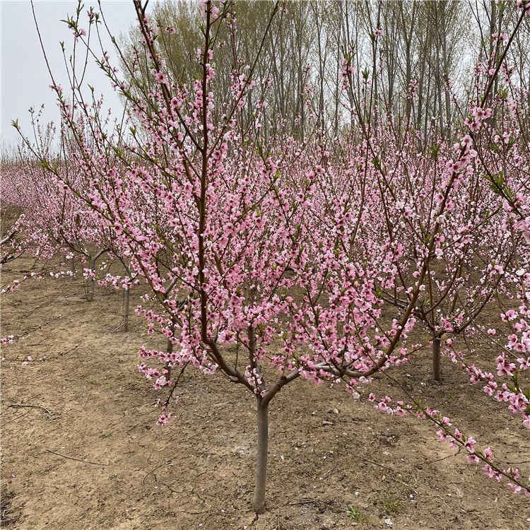 中華黑桃王樹(shù)苗、中華黑桃王樹(shù)苗品種