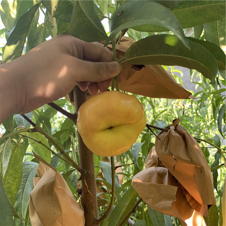 批發(fā)中華黑桃王樹苗、中華黑桃王樹苗價(jià)格
