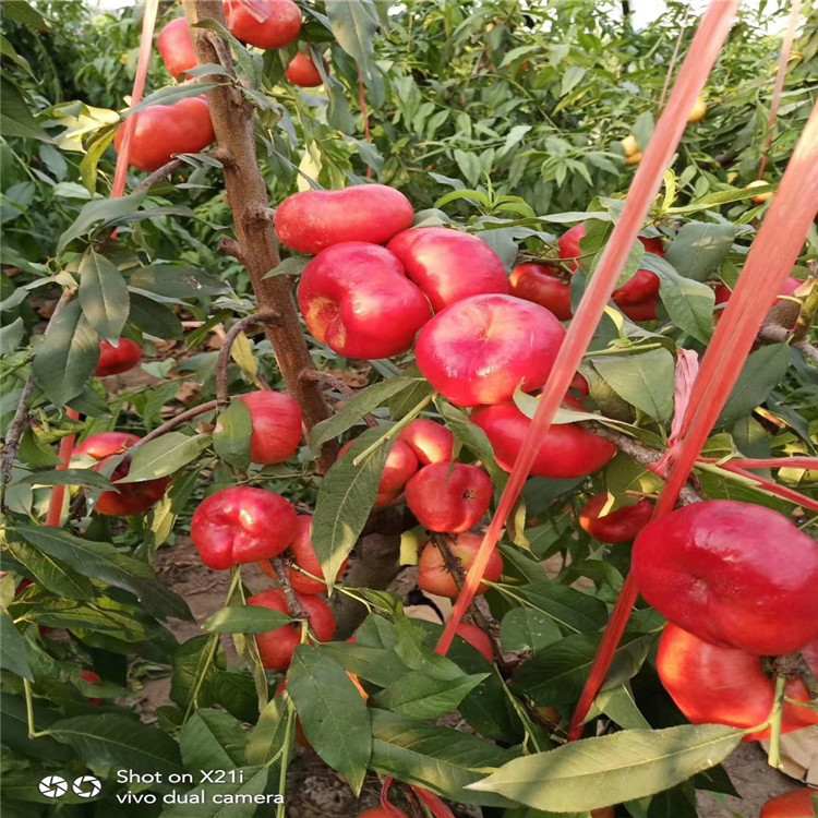 出售中華黑桃王樹(shù)苗、中華黑桃王樹(shù)苗價(jià)格