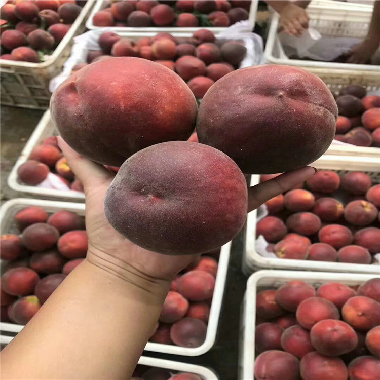 出售中華黑桃王樹(shù)苗、中華黑桃王樹(shù)苗價(jià)格