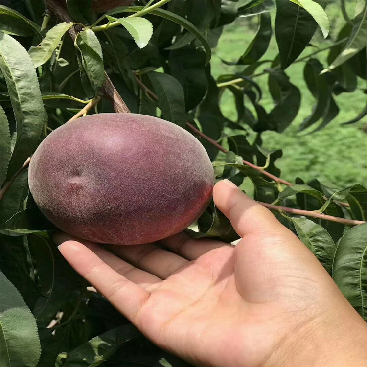 出售中華黑桃王樹苗、出售中華黑桃王樹苗基地