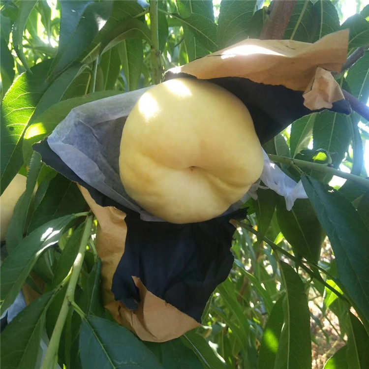 出售中華黑桃王樹苗、中華黑桃王樹苗基地