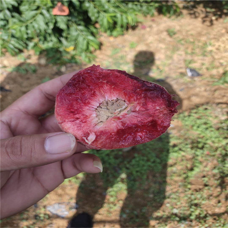 批發(fā)中華黑桃王樹苗、中華黑桃王樹苗價(jià)格