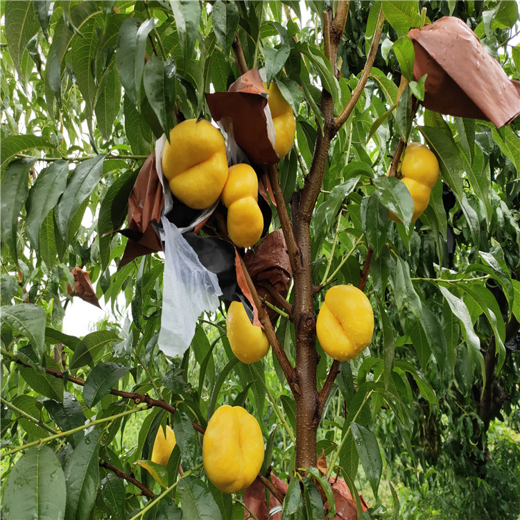 中華黑桃王樹(shù)苗、中華黑桃王樹(shù)苗品種
