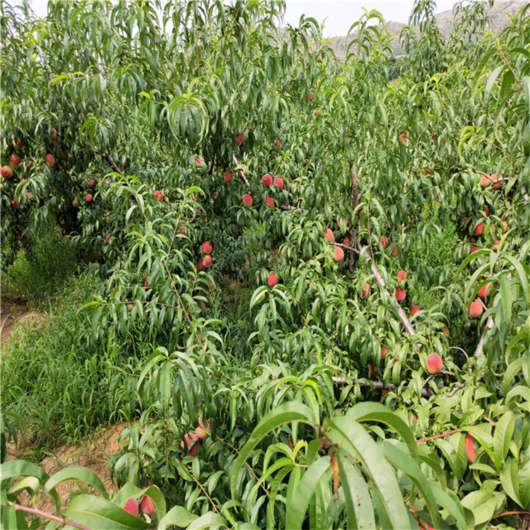 出售中華黑桃王樹(shù)苗、中華黑桃王樹(shù)苗價(jià)格