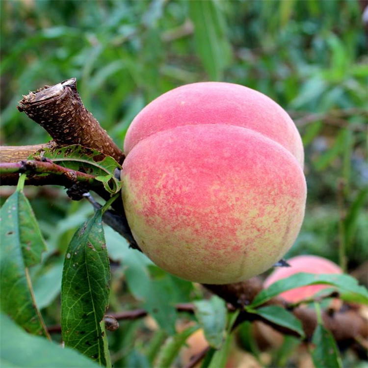 批發(fā)中華黑桃王樹苗、中華黑桃王樹苗價(jià)格
