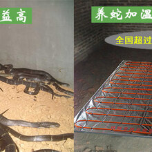 养殖发热电缆,养猪设备发热线价格,保育电地暖材料批发,合同猪地热线,温控开关图片