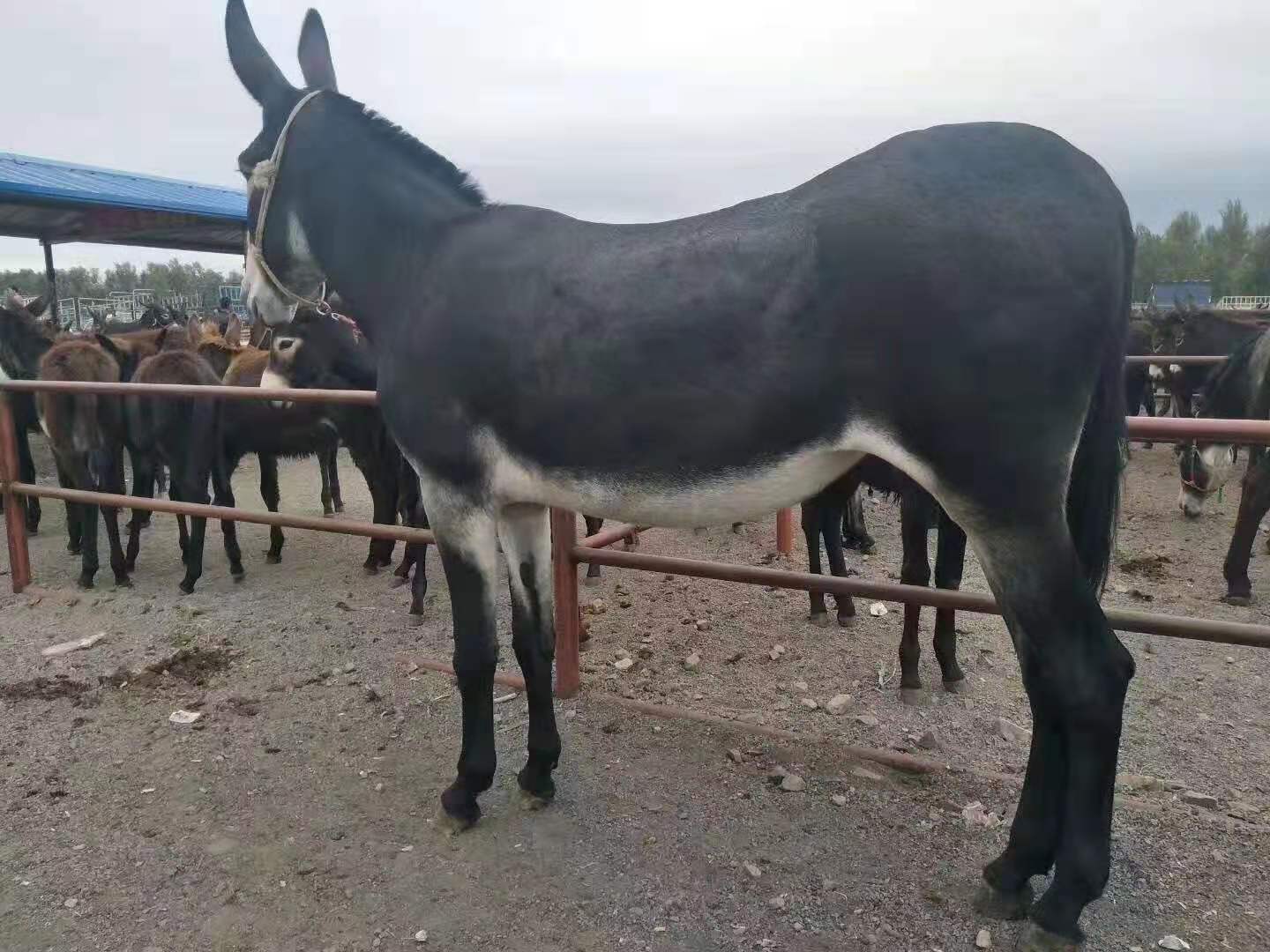 嘉祥生态农场驴肉馆