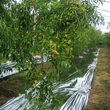 陕西大荔冬枣价格冬枣产地价格批发大荔冬枣批发