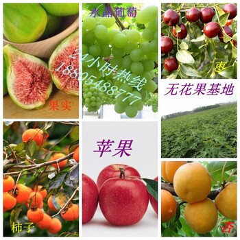 藍莓苗批發(fā)價格藍莓苗繁殖