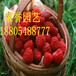 新品种草莓苗优质草莓苗供应