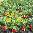 草莓苗种植管理草莓树苗大量销售