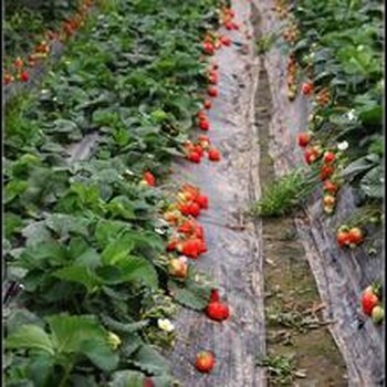 红颜草莓种植技术与管理