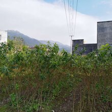 钱排三华李苗图片