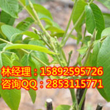 南充川早核桃苗,南充川早核桃苗的投资前景图片