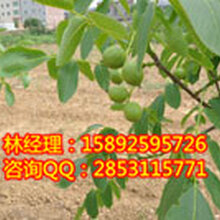 川早核桃果子,南充最好吃的核桃果子,南充最有营养的核桃果子图片