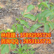川早核桃苗,南充川早核桃苗,南充川早核桃苗品种来源图片