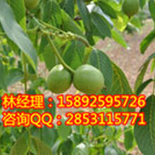川早核桃树苗,南充川早核桃苗,南充川早核桃苗零售价格图片
