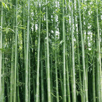 竹苗金鑲玉竹苗早園竹苗