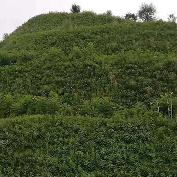 門頭溝邊坡綠化