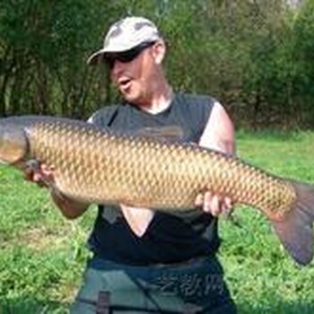 山西淡水草魚苗批發(fā)草魚苗價(jià)格6元/斤1兩-10斤草魚大量出售