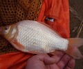 養殖場賣魚苗鯽魚苗批發1兩-1斤鯽魚夏花魚苗低價促銷