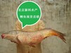 北京新科水产鲤鱼鱼苗价格