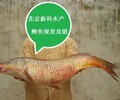 北京新科水產鯉魚魚苗價格