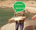 河北淡水鯉魚苗批發價格4.5元/斤1兩-10斤鯉魚苗養殖場批發價格