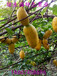 湖南黄金蕉、九月瓜、九月黄最大优质正宗种苗供应商