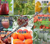 新型特色水果种植请认准绿生园，种苗、正宗、产量高
