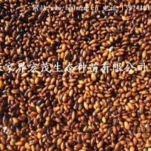 金丝楠种子有货供应图片
