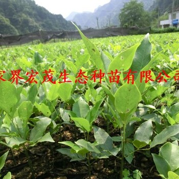 紅豆樹苗有貨供應