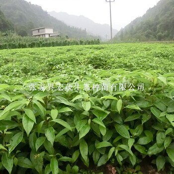 香樟小苗有貨供應(yīng)