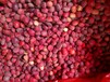 鄂西红豆树种子2017有货供应