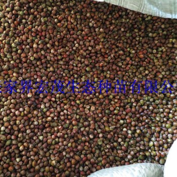 紅豆杉2017有貨供應