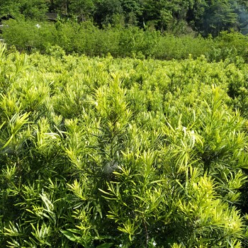 張家界處理基地羅漢松小苗